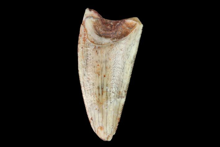 Serrated, Fossil Phytosaur (Machaeroprosopus) Tooth - New Mexico #133281